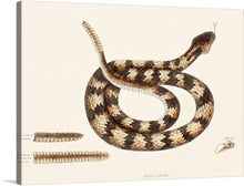  “Rattle Snake (Vipera caudisona)” is a captivating artwork by Mark Catesby that captures the essence of the natural world with stunning realism. The image features an intricately detailed illustration of a rattlesnake coiled with its body forming loops; its head is raised and tongue extended.