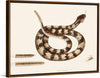 "Rattle Snake (Vipera caudisona) from The Natural History of Carolina, Florida, and the Bahama Islands (1754)",  Mark Catesby