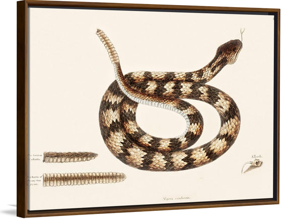 "Rattle Snake (Vipera caudisona) from The Natural History of Carolina, Florida, and the Bahama Islands (1754)",  Mark Catesby