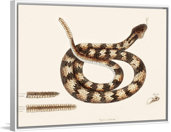 "Rattle Snake (Vipera caudisona) from The Natural History of Carolina, Florida, and the Bahama Islands (1754)",  Mark Catesby