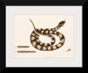 "Rattle Snake (Vipera caudisona) from The Natural History of Carolina, Florida, and the Bahama Islands (1754)",  Mark Catesby