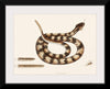 "Rattle Snake (Vipera caudisona) from The Natural History of Carolina, Florida, and the Bahama Islands (1754)",  Mark Catesby