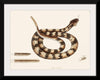 "Rattle Snake (Vipera caudisona) from The Natural History of Carolina, Florida, and the Bahama Islands (1754)",  Mark Catesby