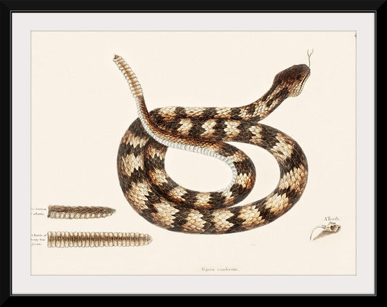 "Rattle Snake (Vipera caudisona) from The Natural History of Carolina, Florida, and the Bahama Islands (1754)",  Mark Catesby