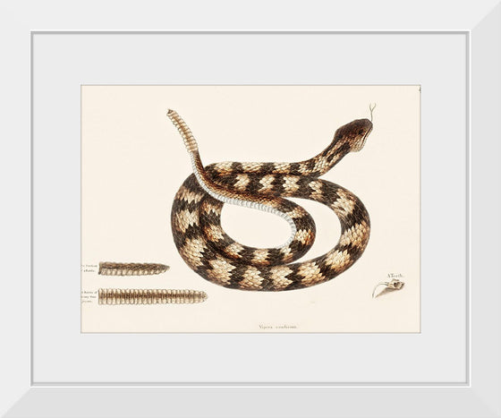 "Rattle Snake (Vipera caudisona) from The Natural History of Carolina, Florida, and the Bahama Islands (1754)",  Mark Catesby