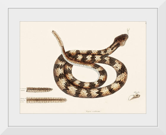 "Rattle Snake (Vipera caudisona) from The Natural History of Carolina, Florida, and the Bahama Islands (1754)",  Mark Catesby