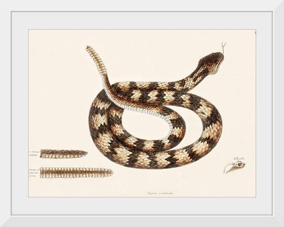 "Rattle Snake (Vipera caudisona) from The Natural History of Carolina, Florida, and the Bahama Islands (1754)",  Mark Catesby