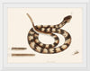 "Rattle Snake (Vipera caudisona) from The Natural History of Carolina, Florida, and the Bahama Islands (1754)",  Mark Catesby