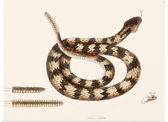 "Rattle Snake (Vipera caudisona) from The Natural History of Carolina, Florida, and the Bahama Islands (1754)",  Mark Catesby