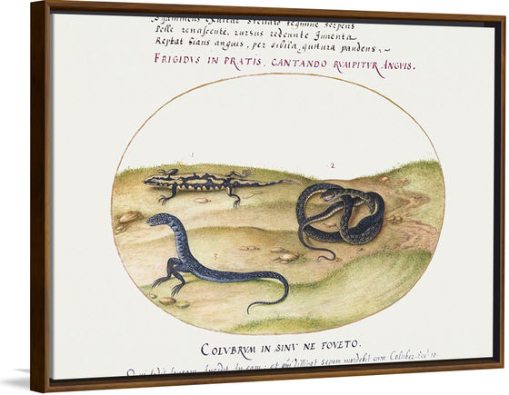 "Snake, Salamander, and Snakelike Creature with Two Legs (1575-1580)", Joris Hoefnagel