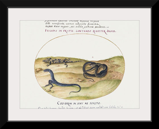 "Snake, Salamander, and Snakelike Creature with Two Legs (1575-1580)", Joris Hoefnagel