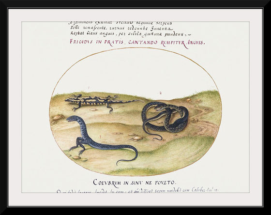 "Snake, Salamander, and Snakelike Creature with Two Legs (1575-1580)", Joris Hoefnagel