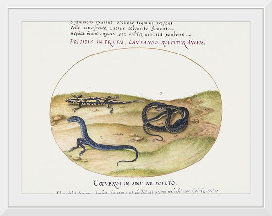 "Snake, Salamander, and Snakelike Creature with Two Legs (1575-1580)", Joris Hoefnagel