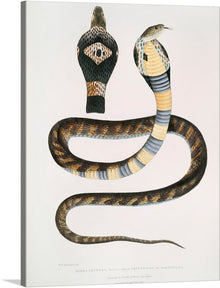  This print of “Banded Cobra Capella (Naia tripudians) (1830-1834)” by John Edward Gray is a stunning piece of art that would make a great addition to any collection. The print features a detailed illustration of a cobra, with intricate patterns and colors that are beautifully rendered.