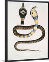 "Banded Cobra Capella (Naia tripudians) (1830-1834)", John Edward Gray