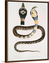 "Banded Cobra Capella (Naia tripudians) (1830-1834)", John Edward Gray