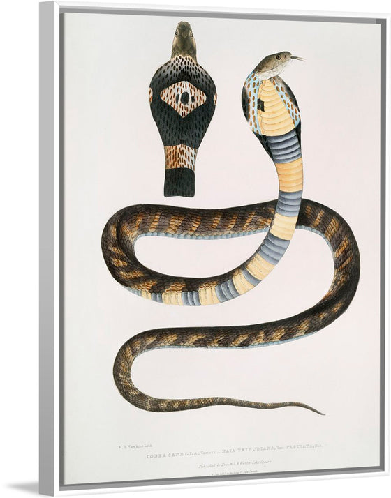 "Banded Cobra Capella (Naia tripudians) (1830-1834)", John Edward Gray