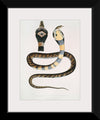 "Banded Cobra Capella (Naia tripudians) (1830-1834)", John Edward Gray