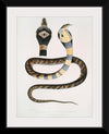 "Banded Cobra Capella (Naia tripudians) (1830-1834)", John Edward Gray