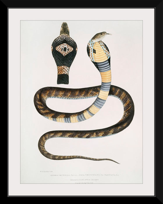 "Banded Cobra Capella (Naia tripudians) (1830-1834)", John Edward Gray