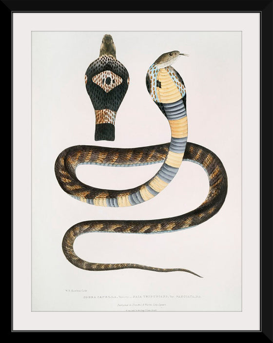 "Banded Cobra Capella (Naia tripudians) (1830-1834)", John Edward Gray