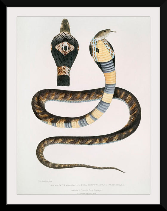 "Banded Cobra Capella (Naia tripudians) (1830-1834)", John Edward Gray