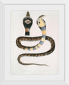 "Banded Cobra Capella (Naia tripudians) (1830-1834)", John Edward Gray