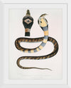 "Banded Cobra Capella (Naia tripudians) (1830-1834)", John Edward Gray