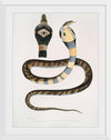 "Banded Cobra Capella (Naia tripudians) (1830-1834)", John Edward Gray