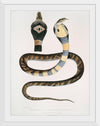 "Banded Cobra Capella (Naia tripudians) (1830-1834)", John Edward Gray