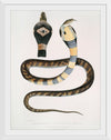 "Banded Cobra Capella (Naia tripudians) (1830-1834)", John Edward Gray