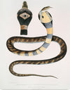 "Banded Cobra Capella (Naia tripudians) (1830-1834)", John Edward Gray