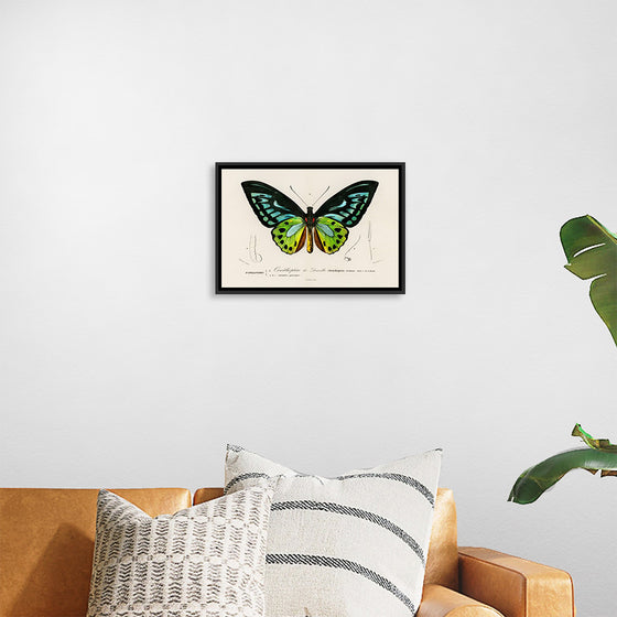 "Green birdwing (Ornithoptera priamus) (1806-1876)",  Charles Dessalines D' Orbigny