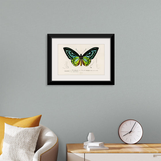 "Green birdwing (Ornithoptera priamus) (1806-1876)",  Charles Dessalines D' Orbigny