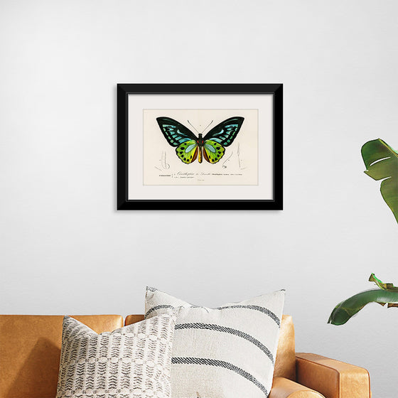 "Green birdwing (Ornithoptera priamus) (1806-1876)",  Charles Dessalines D' Orbigny