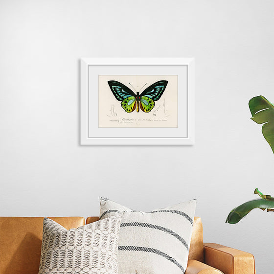 "Green birdwing (Ornithoptera priamus) (1806-1876)",  Charles Dessalines D' Orbigny