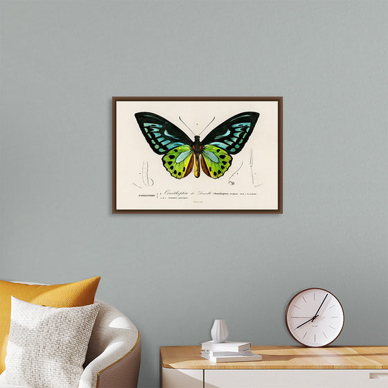 "Green birdwing (Ornithoptera priamus) (1806-1876)",  Charles Dessalines D' Orbigny