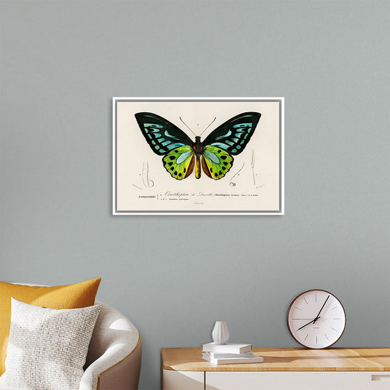 "Green birdwing (Ornithoptera priamus) (1806-1876)",  Charles Dessalines D' Orbigny