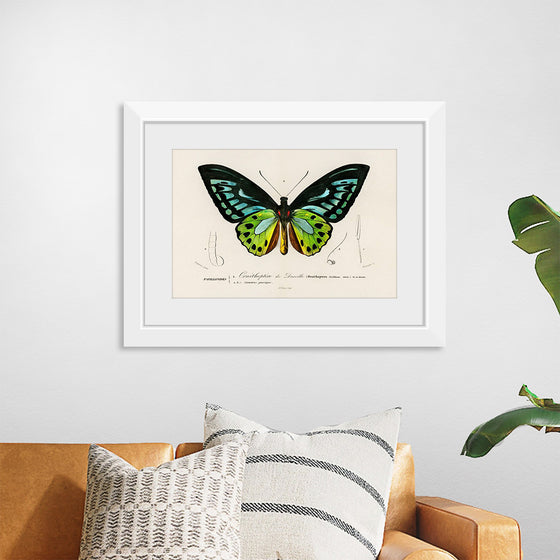 "Green birdwing (Ornithoptera priamus) (1806-1876)",  Charles Dessalines D' Orbigny