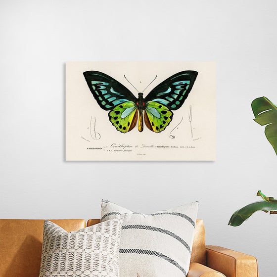 "Green birdwing (Ornithoptera priamus) (1806-1876)",  Charles Dessalines D' Orbigny