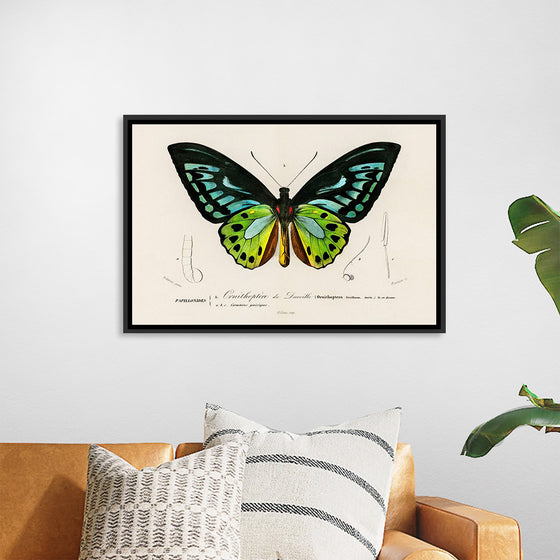 "Green birdwing (Ornithoptera priamus) (1806-1876)",  Charles Dessalines D' Orbigny