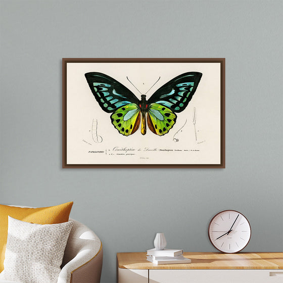 "Green birdwing (Ornithoptera priamus) (1806-1876)",  Charles Dessalines D' Orbigny