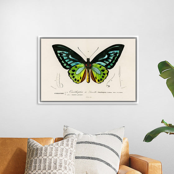 "Green birdwing (Ornithoptera priamus) (1806-1876)",  Charles Dessalines D' Orbigny