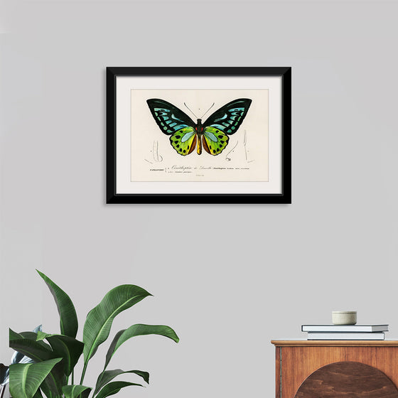 "Green birdwing (Ornithoptera priamus) (1806-1876)",  Charles Dessalines D' Orbigny