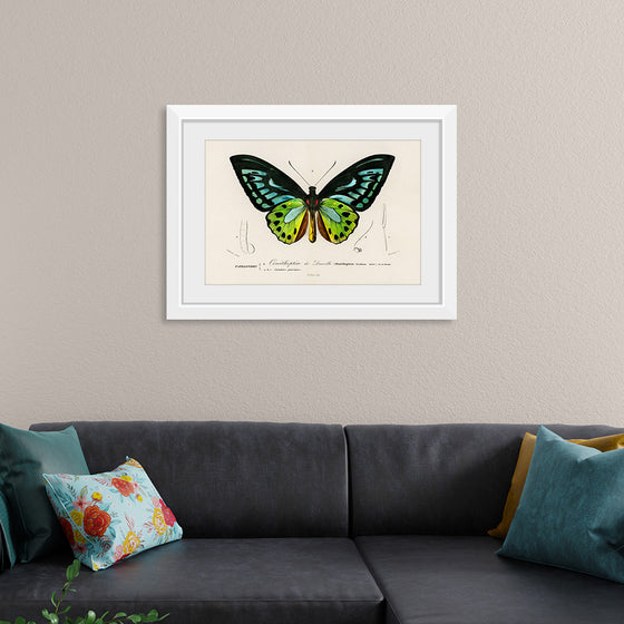 "Green birdwing (Ornithoptera priamus) (1806-1876)",  Charles Dessalines D' Orbigny