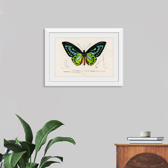 "Green birdwing (Ornithoptera priamus) (1806-1876)",  Charles Dessalines D' Orbigny