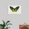 "Green birdwing (Ornithoptera priamus) (1806-1876)",  Charles Dessalines D' Orbigny