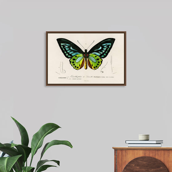 "Green birdwing (Ornithoptera priamus) (1806-1876)",  Charles Dessalines D' Orbigny