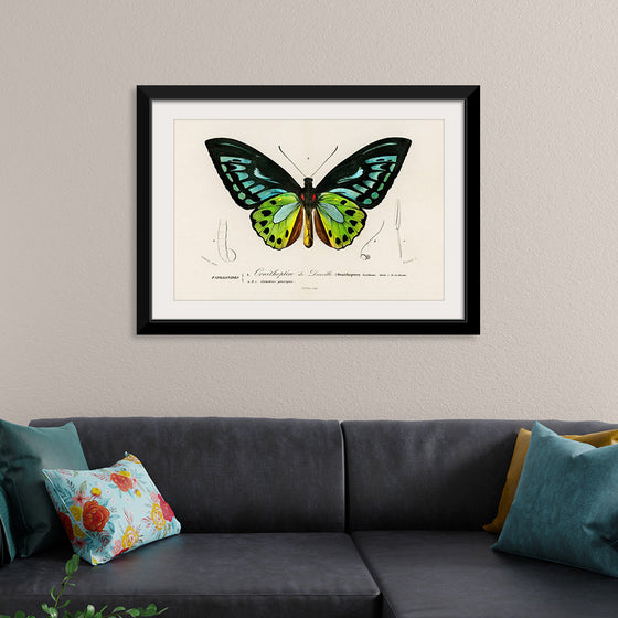 "Green birdwing (Ornithoptera priamus) (1806-1876)",  Charles Dessalines D' Orbigny