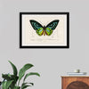 "Green birdwing (Ornithoptera priamus) (1806-1876)",  Charles Dessalines D' Orbigny